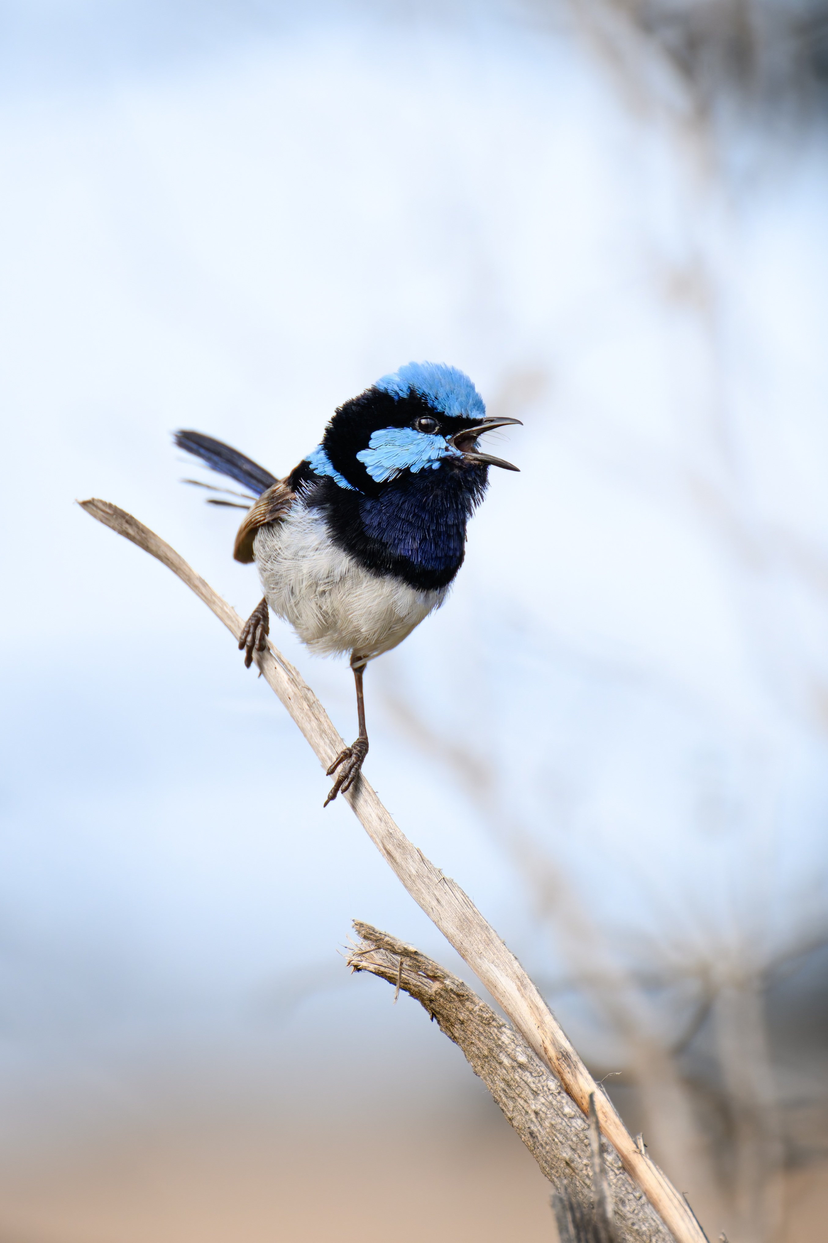 Singing bird perched on a branch