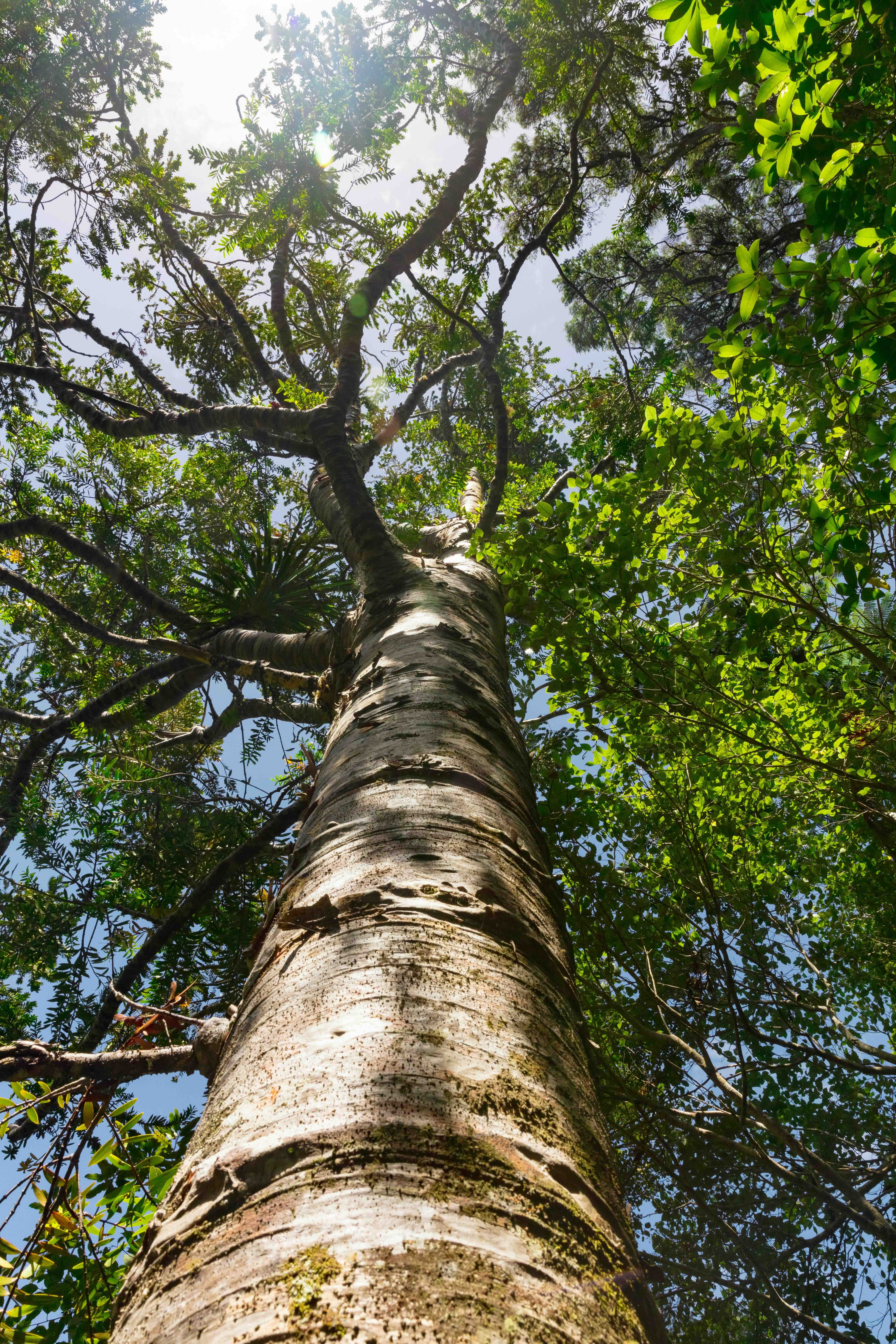 View of a tree trunk looking up into branches