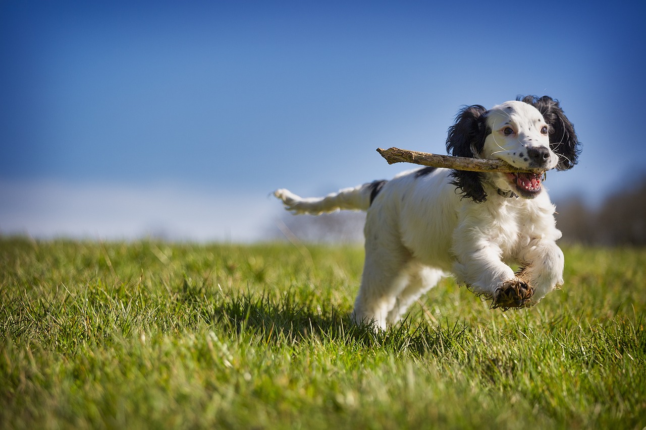 A dog running through grass holding a stick in its mouth