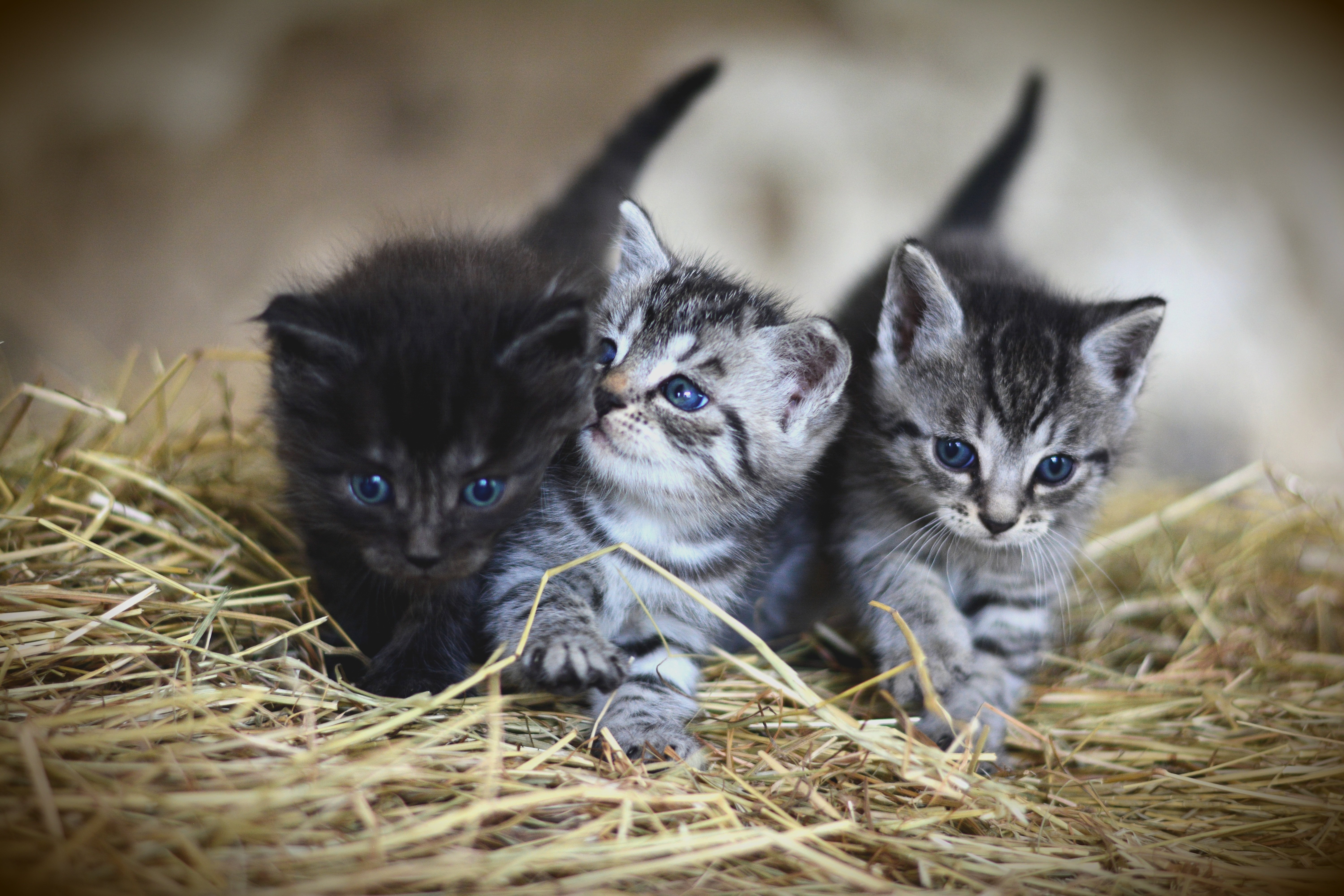Three kittens side-by-side together. 